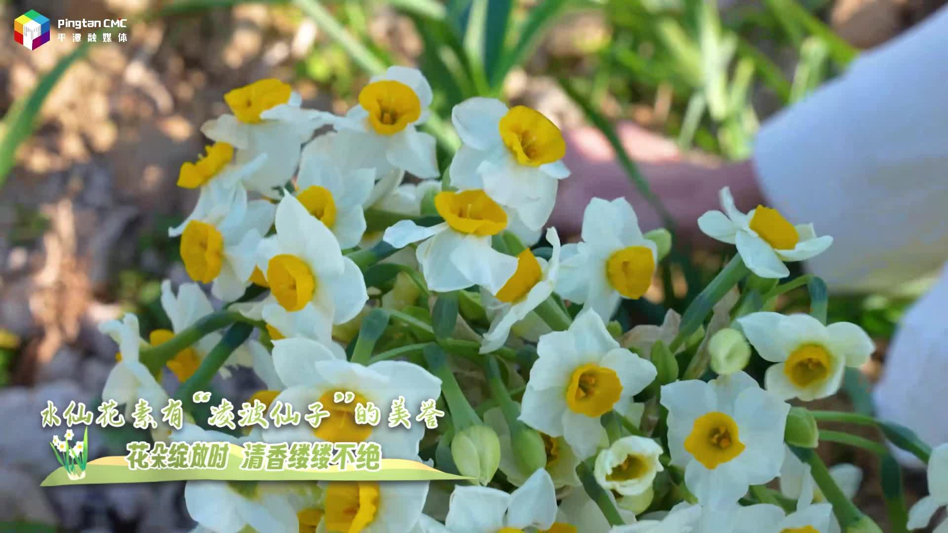 1月14日9:00點(diǎn)，把“凌波仙子”帶回家！