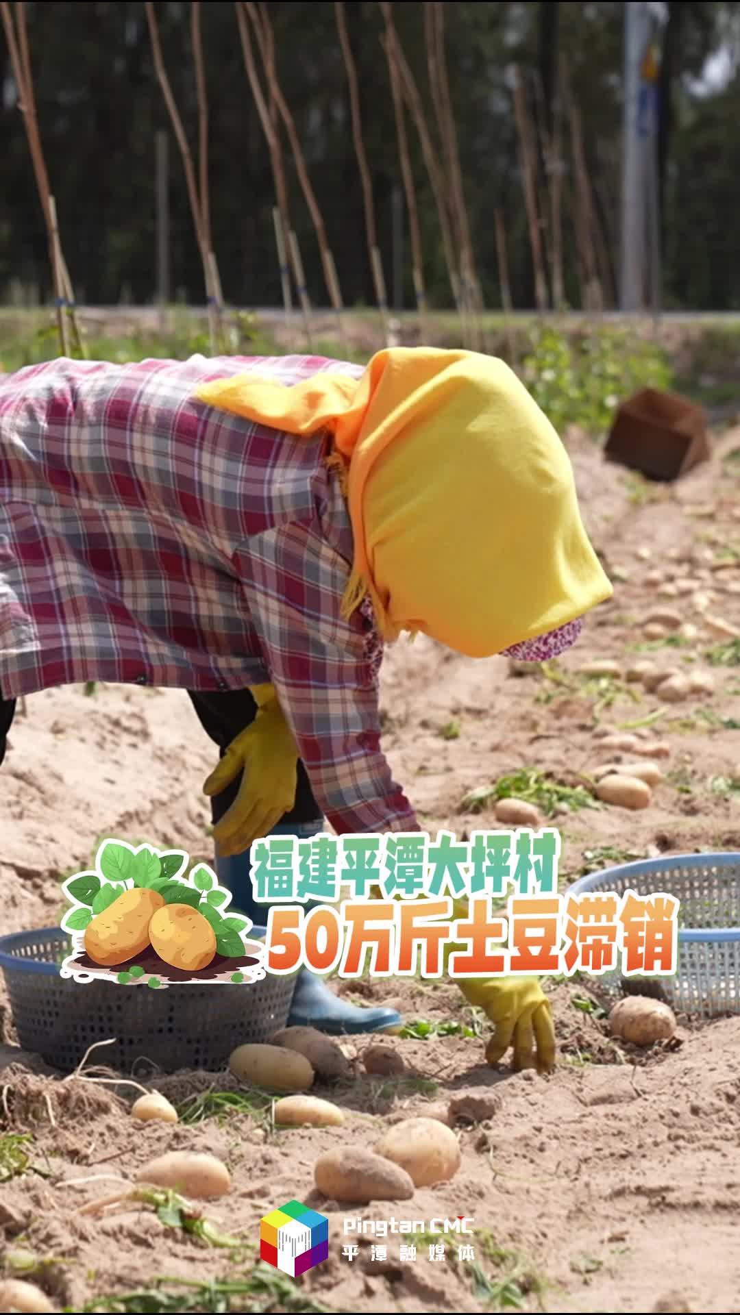 急急急！福建平潭50萬(wàn)斤土豆滯銷(xiāo)，農(nóng)戶愁壞了！