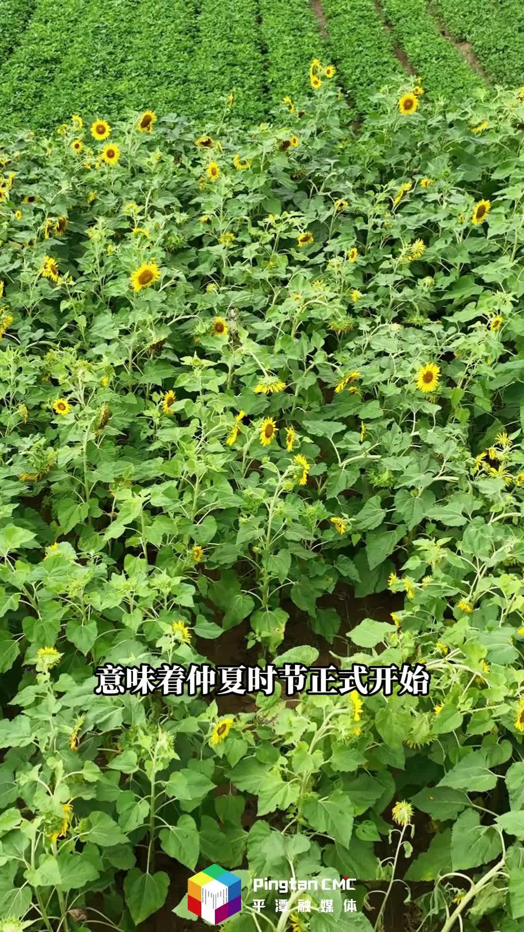 芒種至，仲夏始