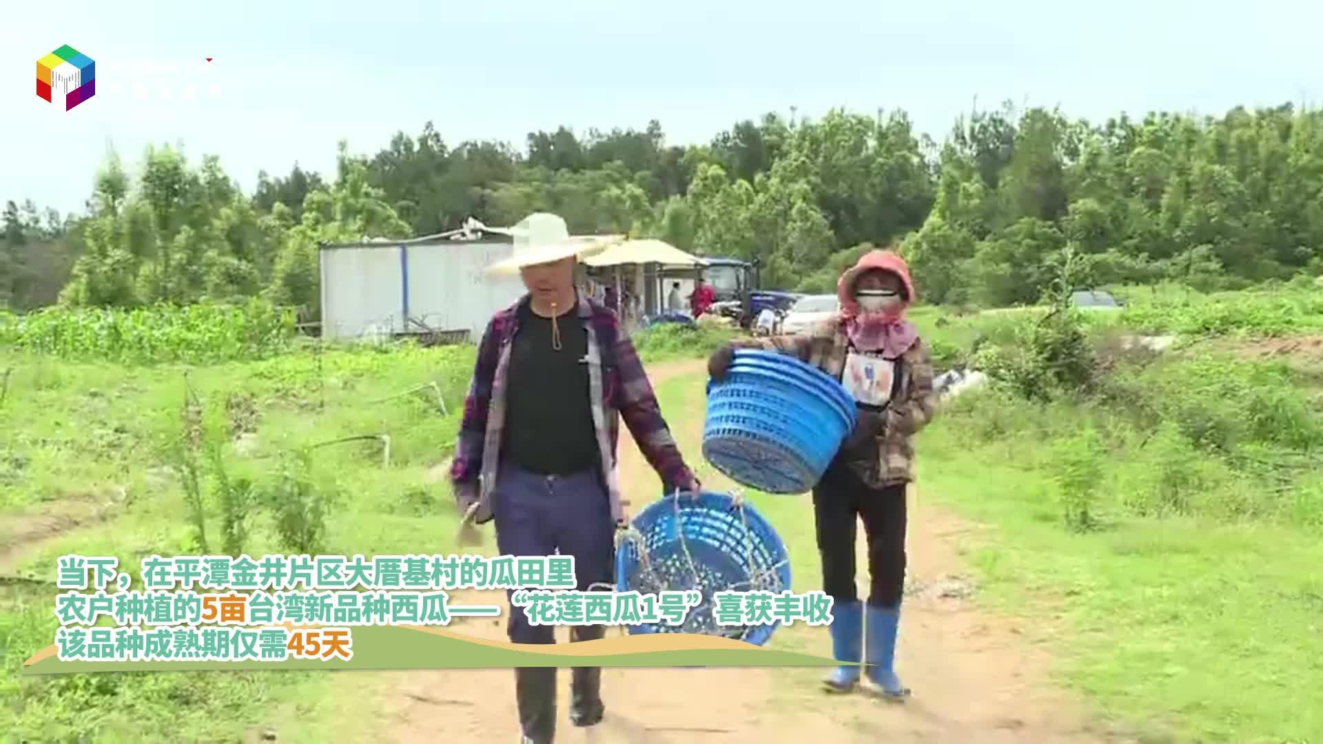 來平潭吃瓜！臺(tái)灣新品種西瓜喜獲豐收